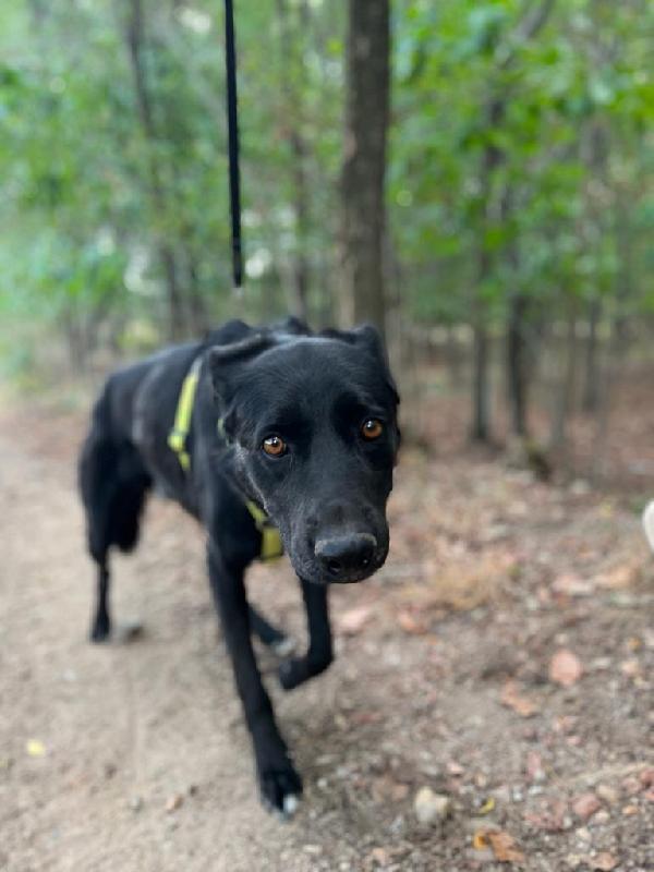 HOMER, cerca adozione con urgenza - Carbonate (CO) Foto 5